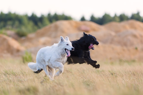 White German Shepherd Degenerative Myelopathy