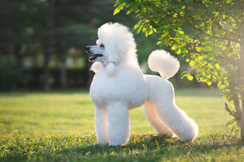 White Poodle Health Issues