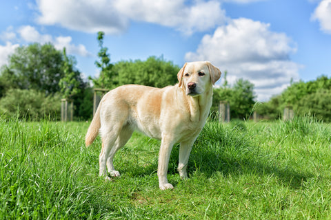 Yellow Lab