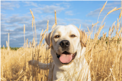 Yellow Lab