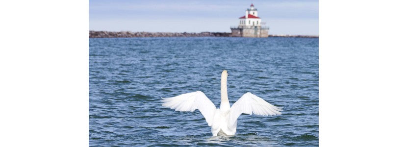  Brenda L Dann Lighthouse with swan swimming presented by H Lee White Maritime Museum near Oswego NY