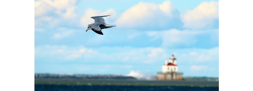  Fritz Messere Birds Flying by Lighthouse presented by H Lee White Maritime Museum near Oswego NY