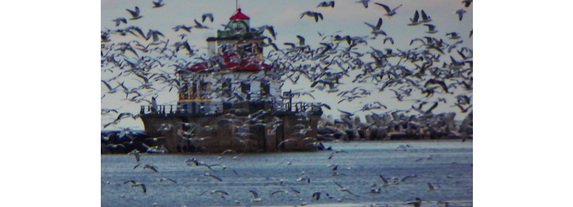 Patrick Obrien Lighthouse surrounded by birds presented by H Lee White Maritime Museum near Oswego NY