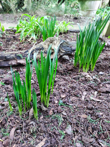 Spring shoots emerging from winter.