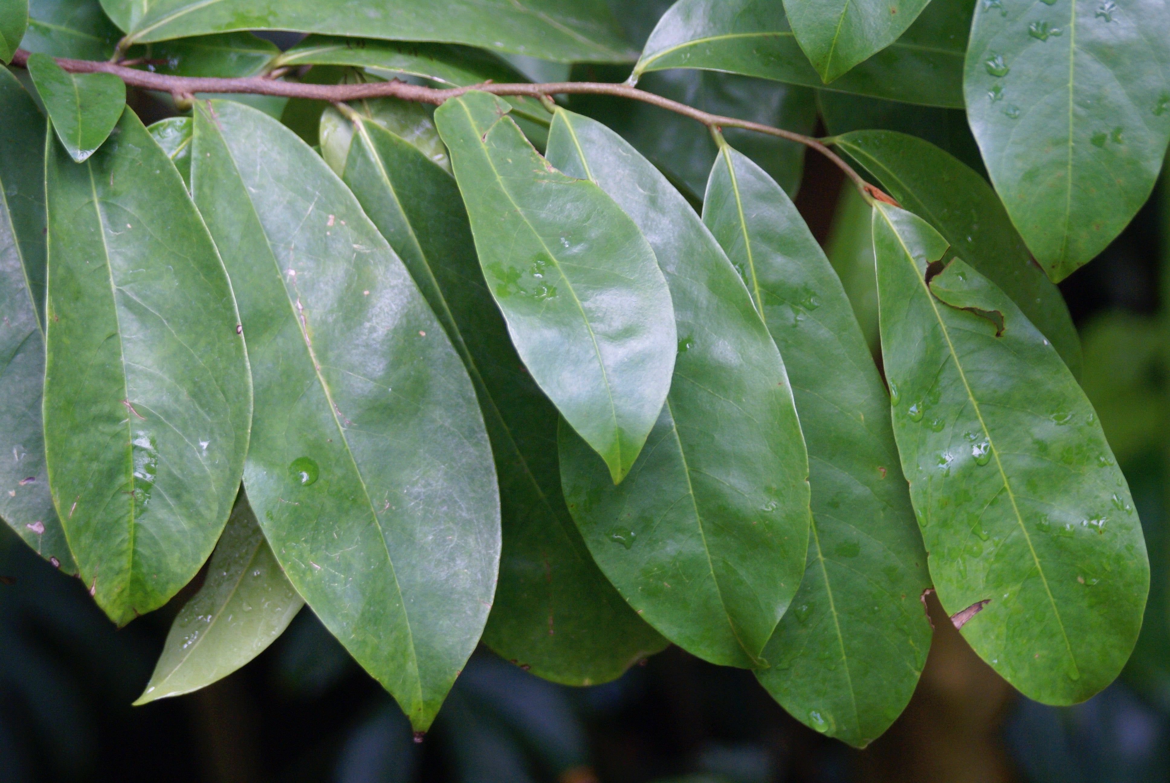 Annona Muricata Leaves | ubicaciondepersonas.cdmx.gob.mx