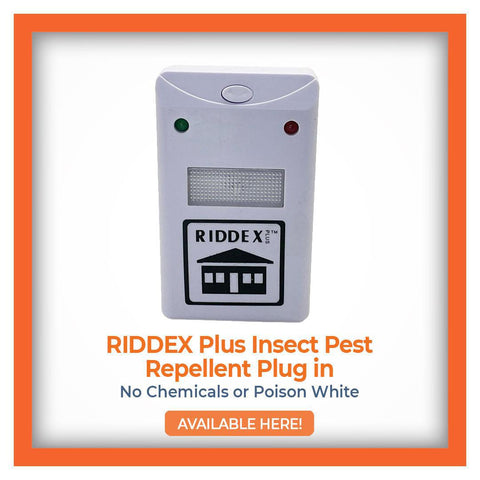 RIDDEX Plus Insect Pest Repellent Plug, chemical-free and poison-free in white, with a prominent "AVAILABLE HERE!" call-to-action.