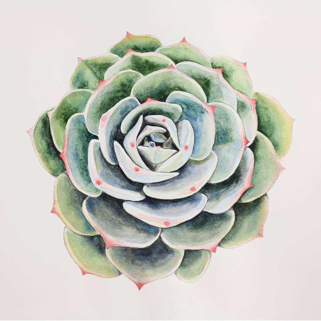 A close up watercolour painting of a realistic succulent.