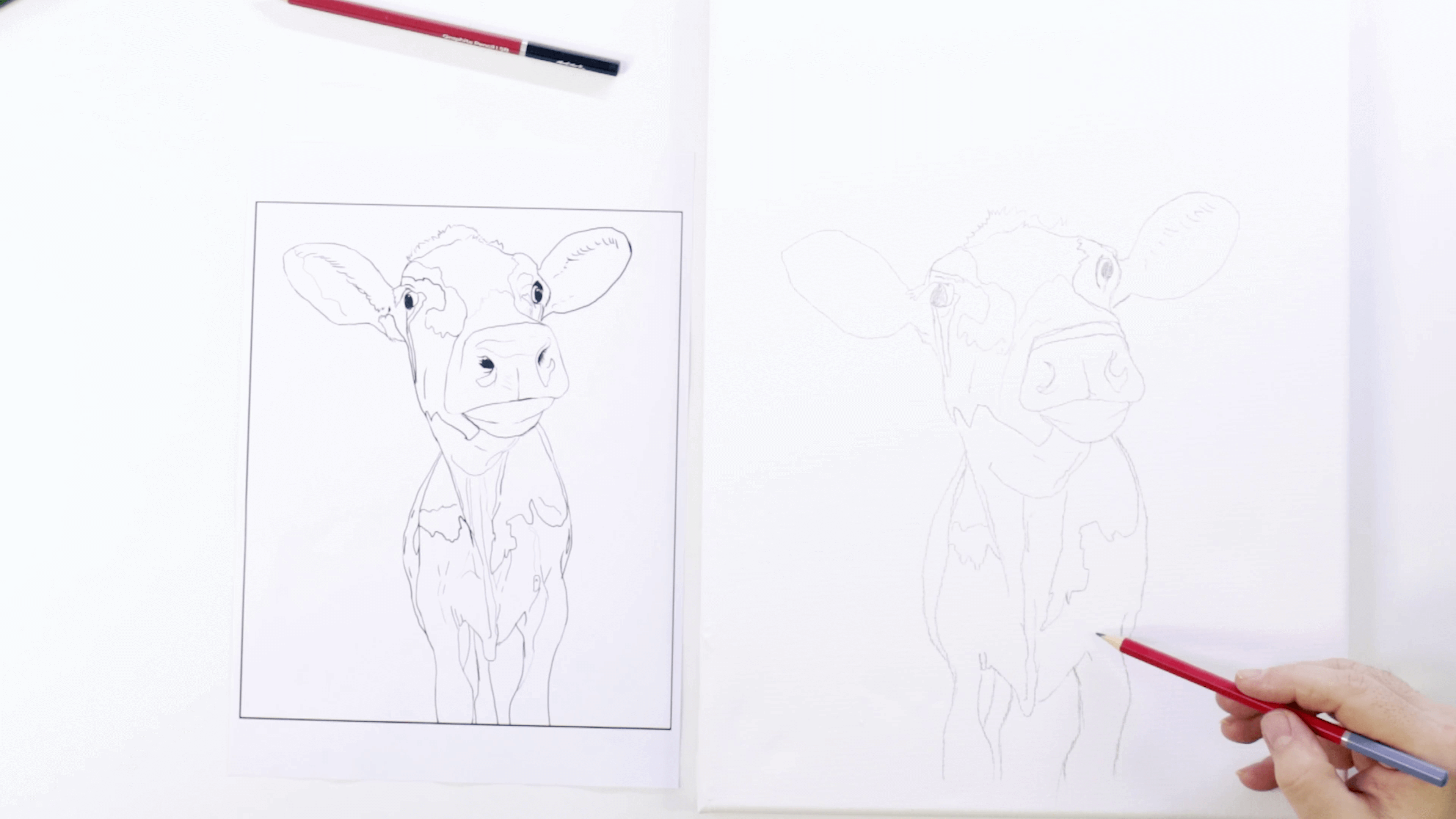 Pencil drawing a realistic cow onto a canvas with the outline next to it.