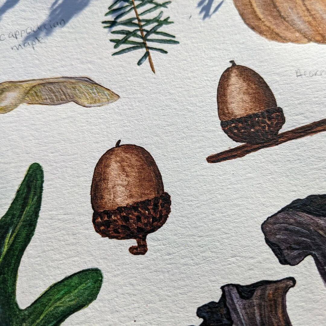 Close up design of acorns and pine trees drawn in watercolour pencil.