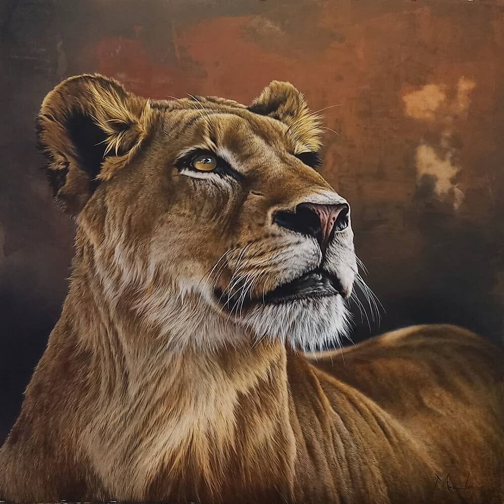 Realistic lion painted in acrylic gazing into the distance.