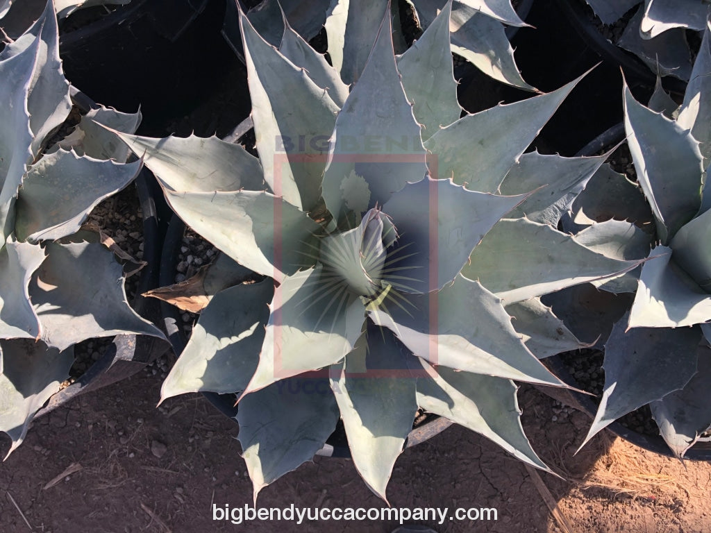 Agave ovatifolia 'Frosty Blue' Plant tissue culture