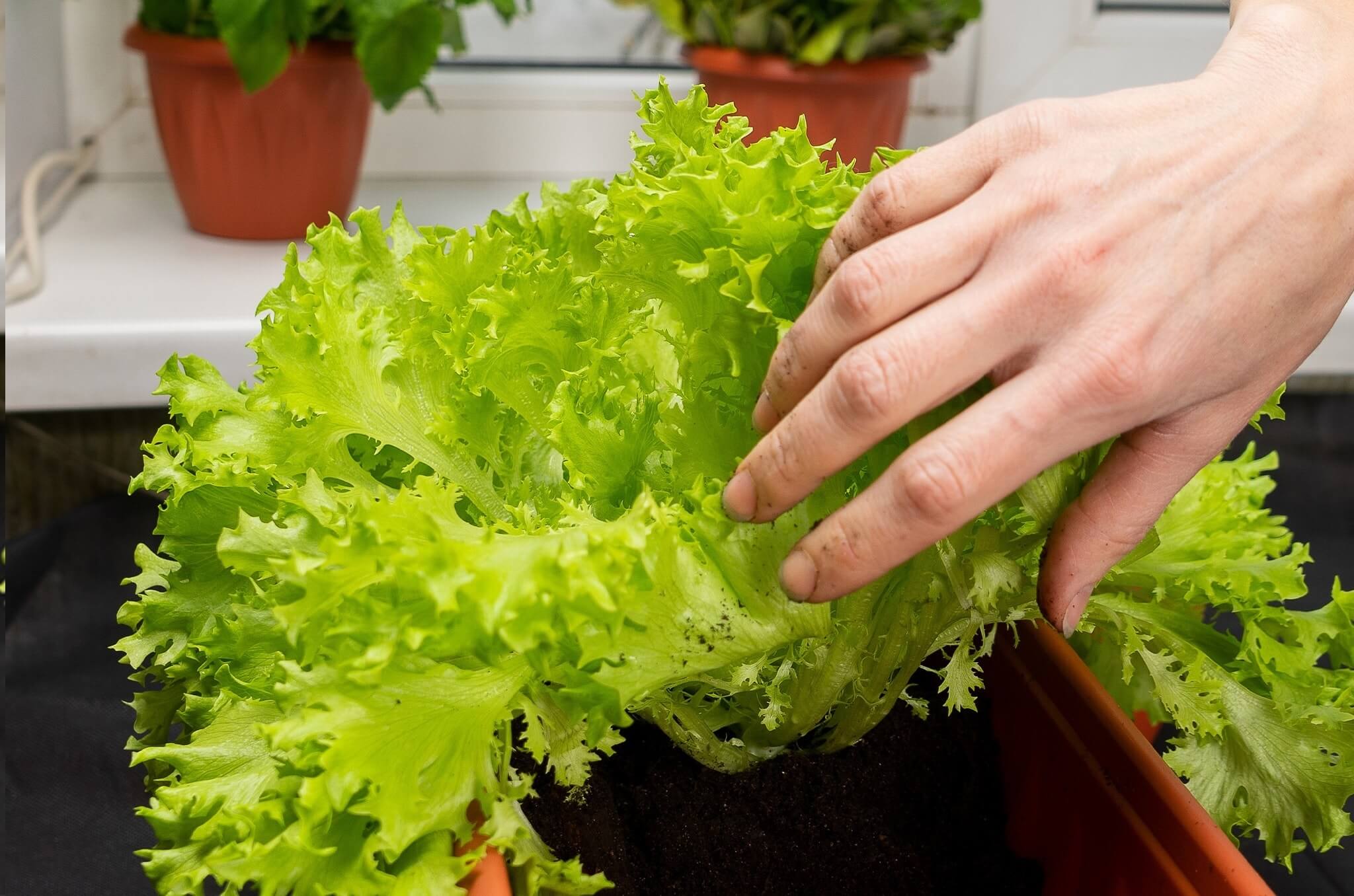 Salad Greens: How to Grow It