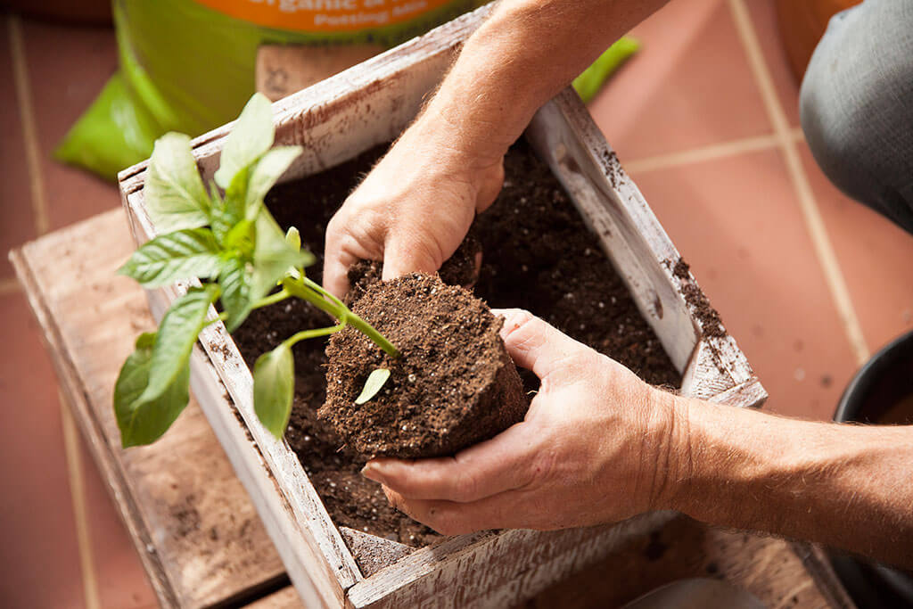 Peppers make wonderful container plants.