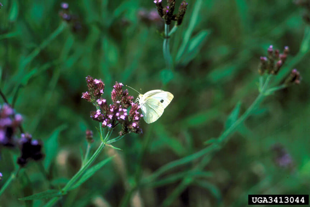 An adult cabbageworm, the cabbage white butterfly. Photo credit: David Adams, University of Georgia, Bugwood.org