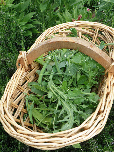 Harvest arugula leaves often to add peppery flavor to salads and other dishes.