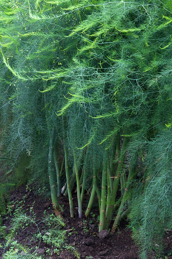 After the spring harvest, asparagus plants grow tall with beautiful fern-like foliage through summer. In early fall, they begin to die back.