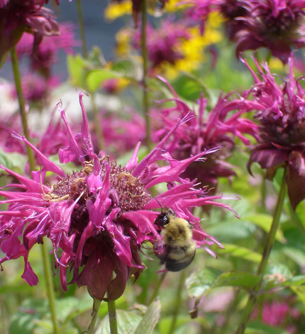 Bee balm attract pollinators to your garden.