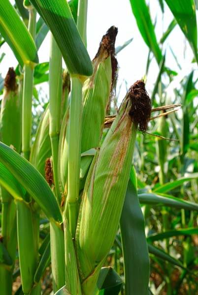 Dry, brown tassels signal that corn is about ready to pick.