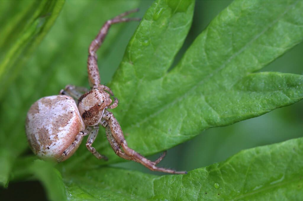 Crab Spider