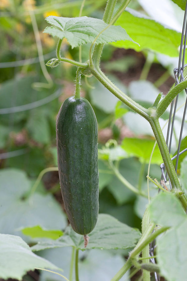 Cucumbers on a trellis are clean and easy to pick. Use a trellis small enough for tendrils to grab