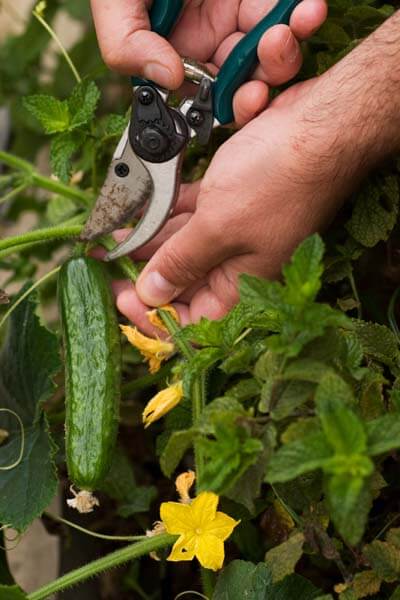 Cut cucumbers from the vine while they are still a nice deep green. Yellowing is a sign of being too ripe and seedy.