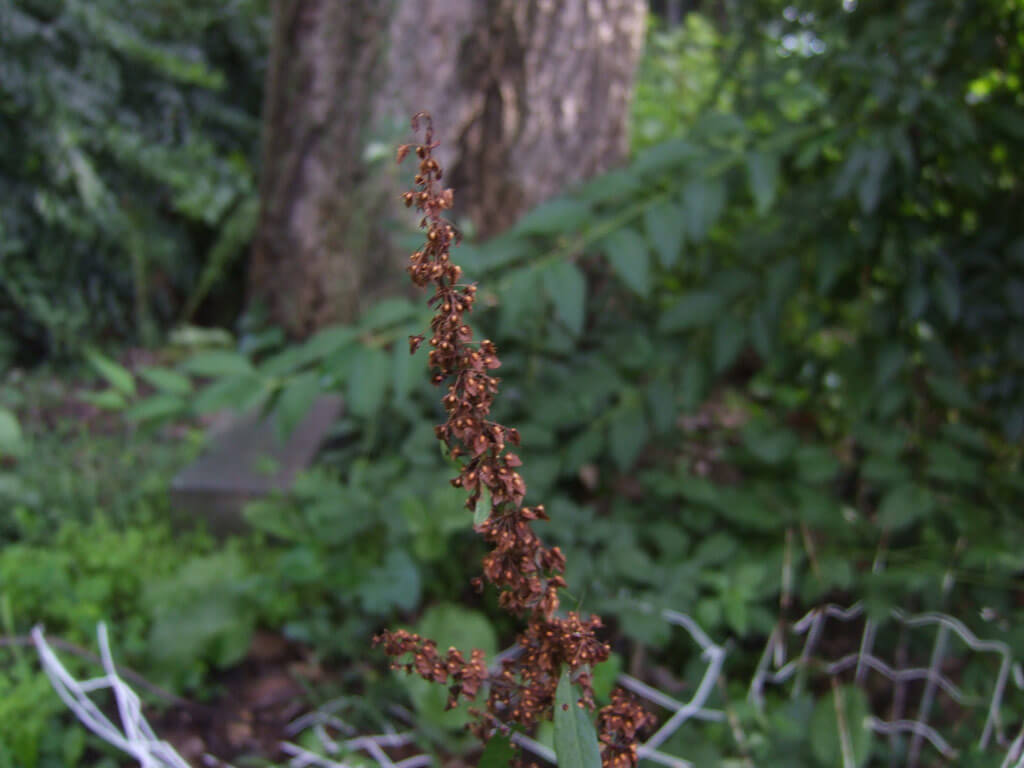 This curly dock plant can produce over 30,000 seeds, which remain able to germinate over 20 years. So as soon as you see a weed, pull it!