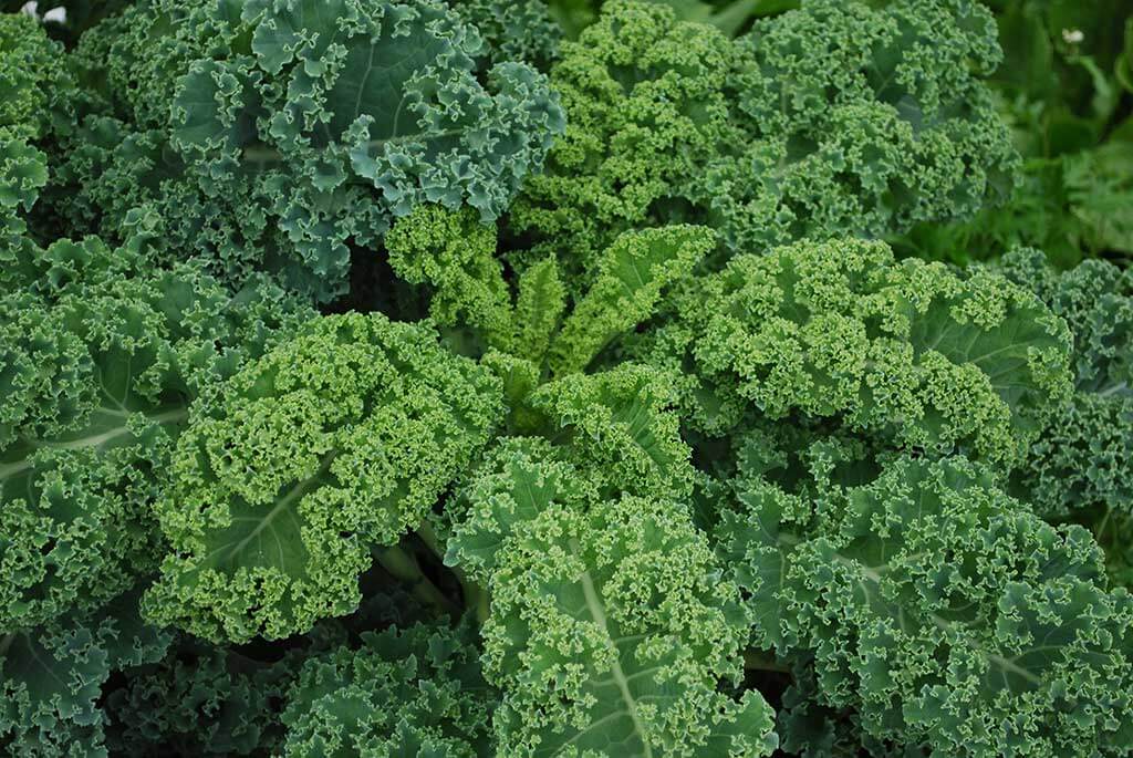 Kale plants grow large with frilly leaves in the garden