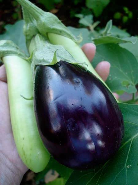 Eggplants should be glossy and true to color. When their color fades and loses its shine, they are too ripe and may be bitter. These are white and purple types.