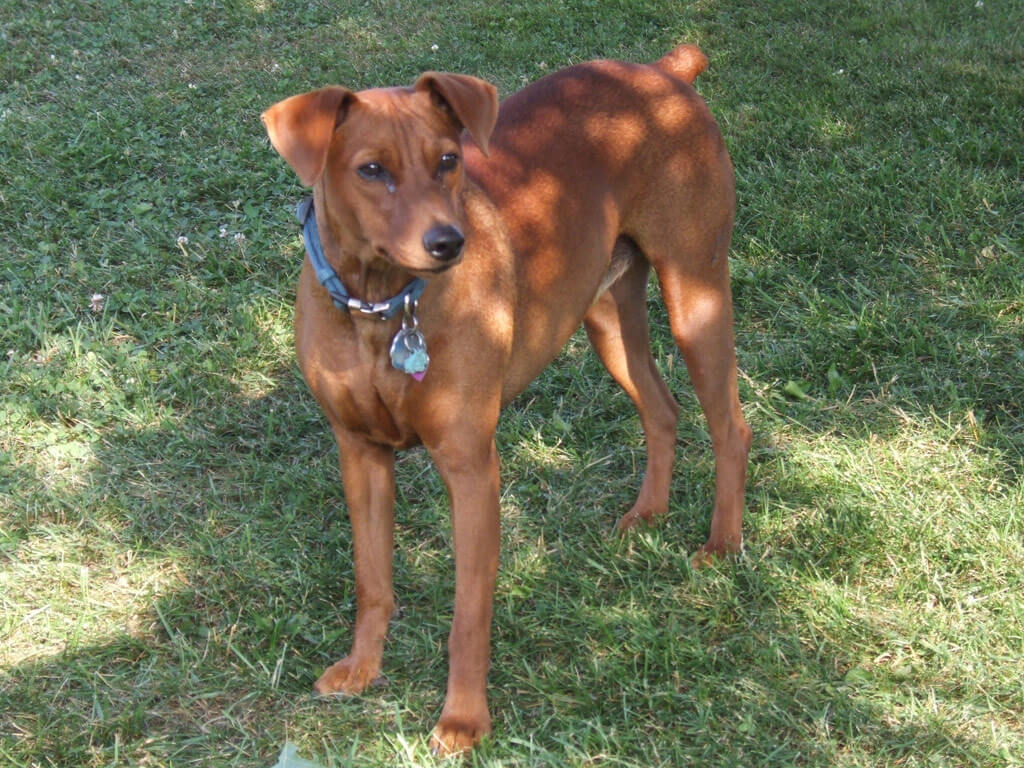 While most dogs harbor the instinct to chase, the German Pinscher is specifically bred to chase rodents such as squirrels.