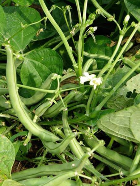 Pick snap beans often to keep them producing as long as possible. You can pick them at any stage before the seeds inside begin to fill out and make the pods look lumpy.