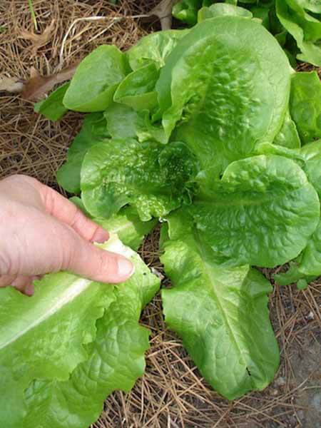 Harvesting leaves from the outside of the lettuce plant is the best way to get a continuous supply from your garden.