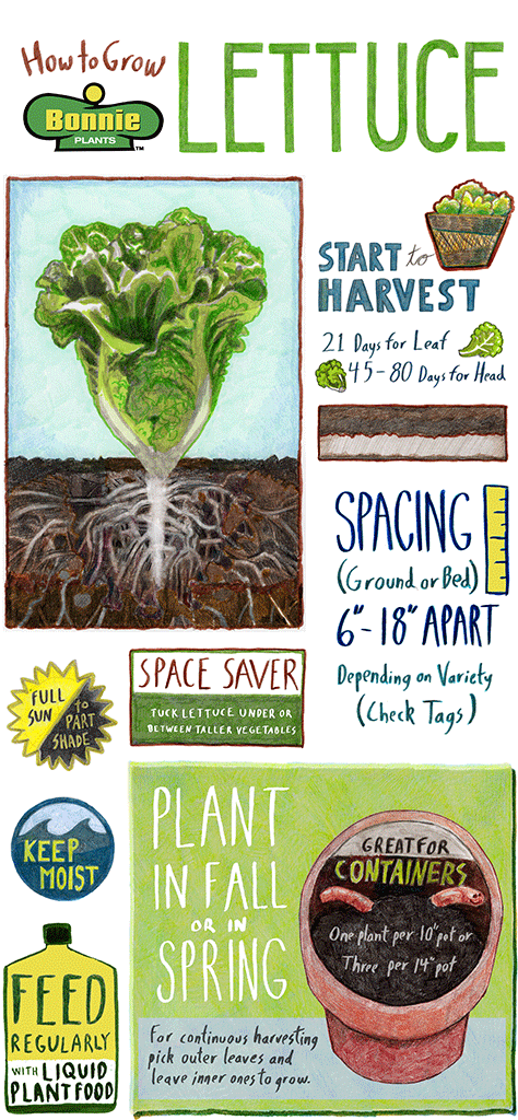 How to Grow Lettuce infographic