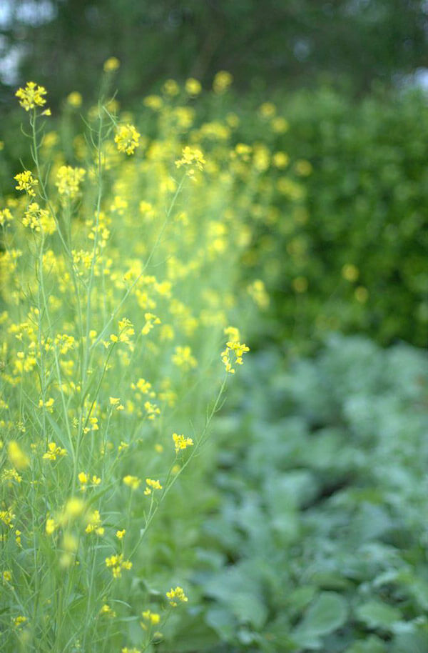 When the weather warms in summer, mustard greens will send up a flower stalk and produce yellow flowers. The plants should be pulled up at this point, but the flowers will make a beautiful arrangement.