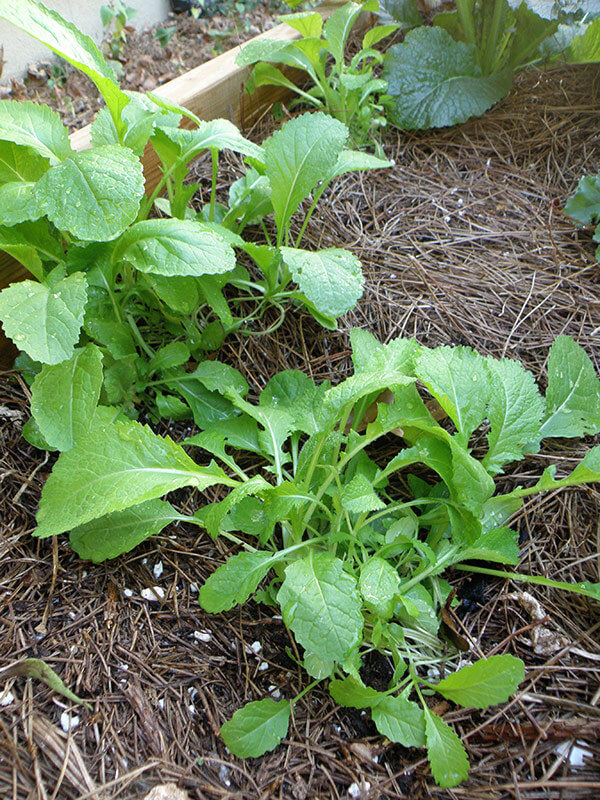 Before you plant the seedlings from our pots, separate them into a few clumps to get stronger plants faster.