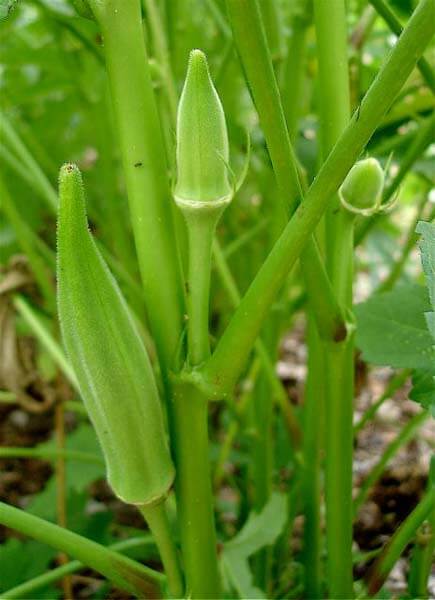Okra pods can be picked at any young size, but will be like eating cardboard if they get big. Pick every day or two. They grow fast.