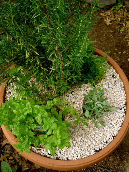 Mulching herbs with white pebbles helps keep the foliage healthy in humid climates. The pebbles, which dry out fast, reflect light and keep the damp soil from creating even more humidity for the plants.