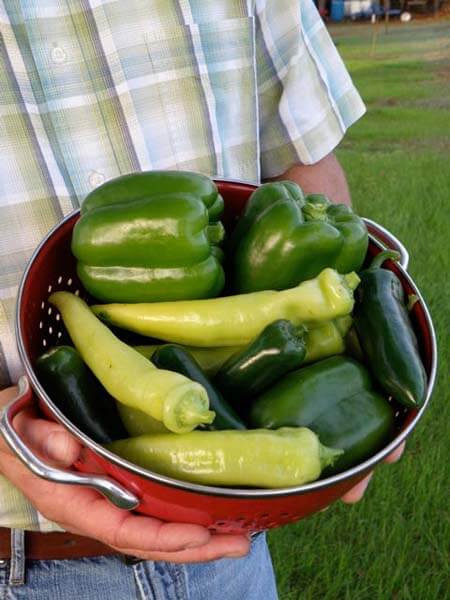 Peppers don’t put pressure on gardeners to harvest immediately. Most will sit on the plant for a while. Harvest when their color and size is true to type. Left on the vine, hot peppers will get hotter.