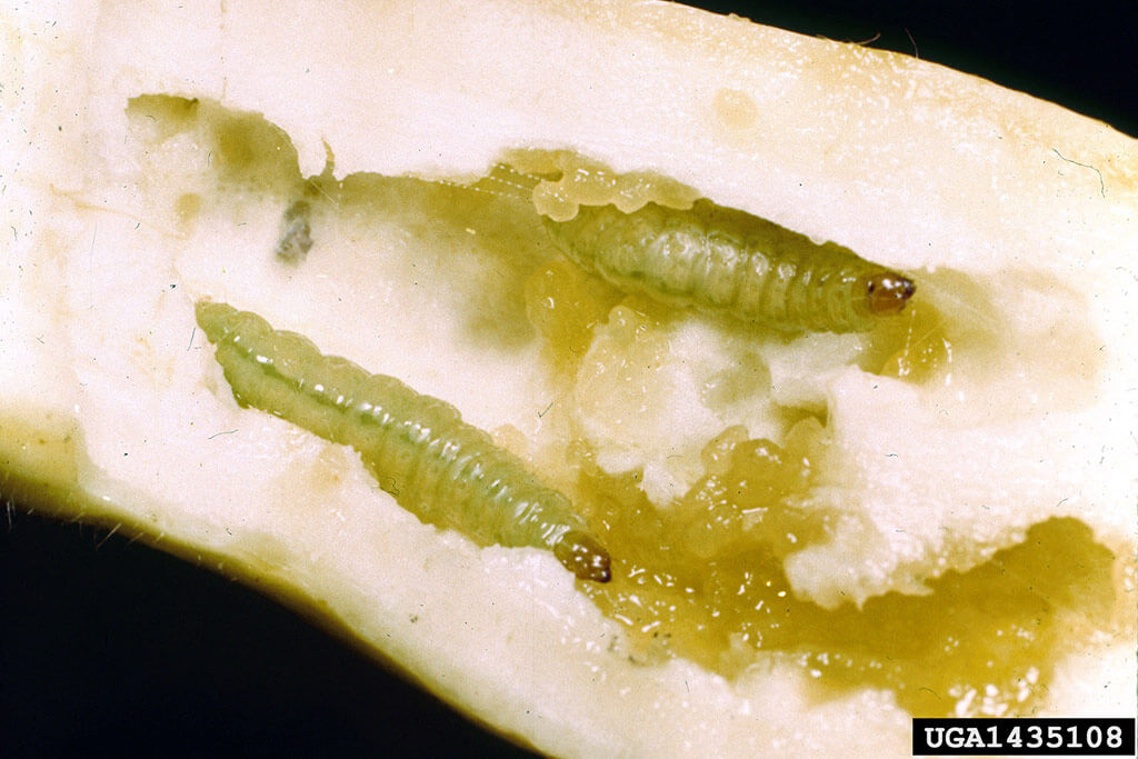 Pickleworm frass, or waste. Photo credit: Alton N. Sparks, Jr., University of Georgia, Bugwood.org