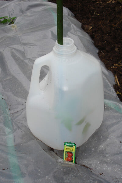 Make your own protection by simply cutting the bottom out of a plastic gallon milk jug and placing it over the plant until the weather warms.