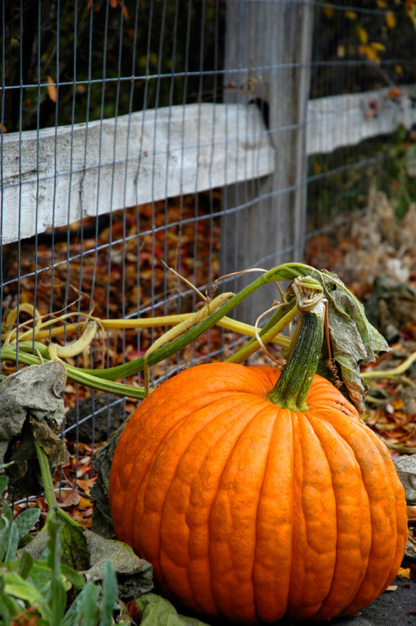 Leave the thick stem on your pumpkin when you remove it from the garden. Simply cut the vine away.