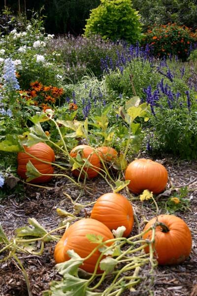 A pumpkin is ripe when it is fully colored, skin is hard, and the stem begins to shrivel and dry.