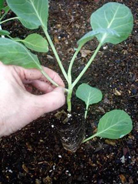 Plant cole crops a little deeply. Remove lower leaves.