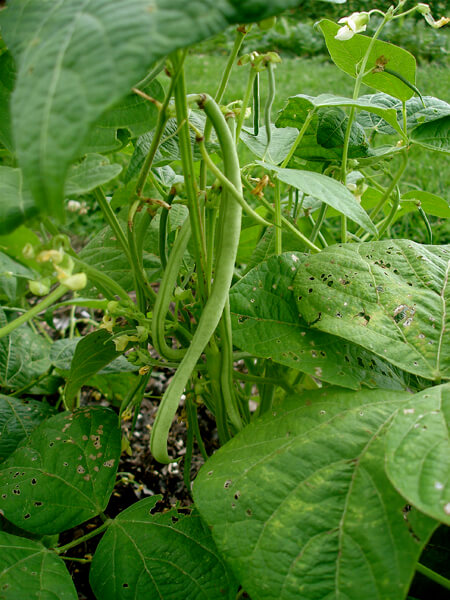 Prompt picking of ripe pods encourages bush beans to continue blooming—and producing more pods—for a much longer period of time.