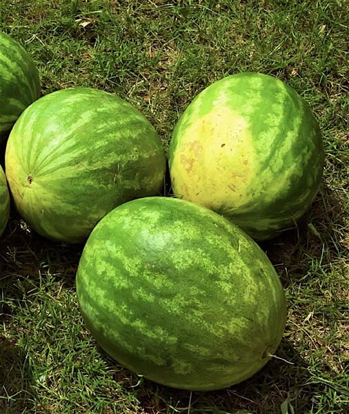 The color of a ripe watermelon is a little dull compared to one still on the vine, and the underbelly where it was lying on the ground will be yellow.