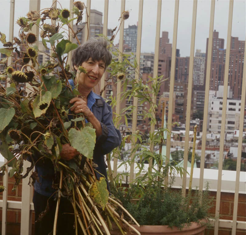 Ellen clears out old sunflowers from her rooftop garden, with New York City in the background.