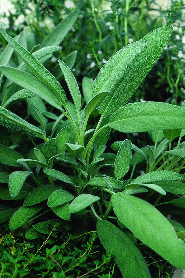 Pretty green common sage plant growing in an herb garden.