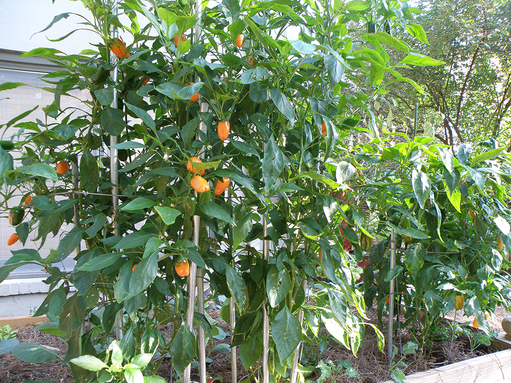 These pepper plants are tied to several heavy-duty metal stakes to support the loads of sweet orange fruit they’re producing.