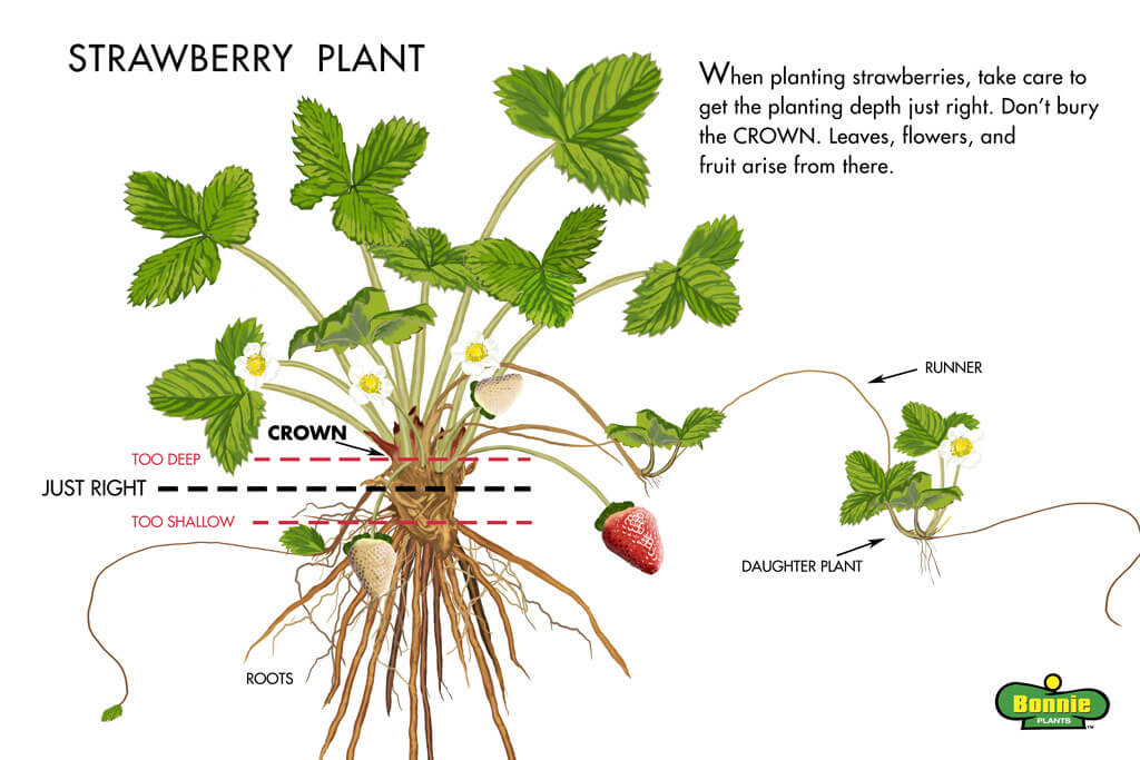 How Tall Do Strawberry Plants Grow?  