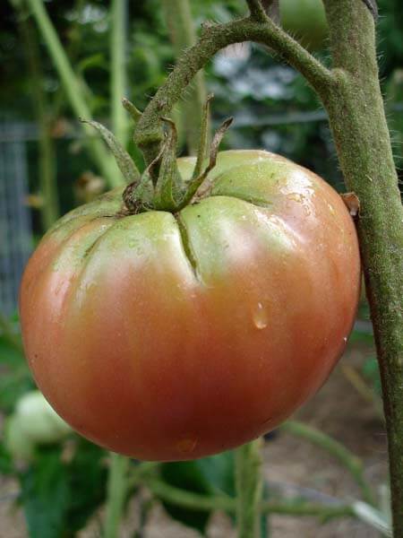 Some varieties don't naturally turn red on top, but keep 
