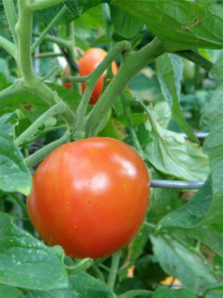 You can pick tomatoes a little green to ripen indoors, but they will have the most flavor when they stay on the plant until fully colored.